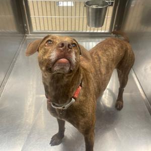 Melanie, Mixed Breed (Medium), adult, available for adoption