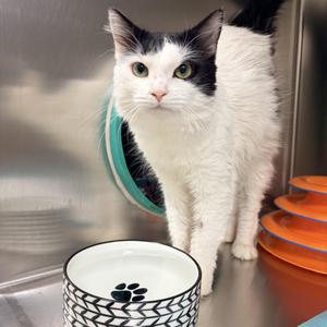 Tom, adult, available for adoption