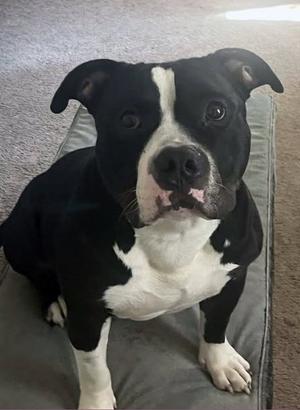 Conan, Bulldog, adult, available for adoption