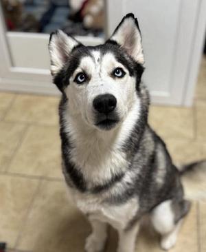 A husky dog with blue eyes is looking up.