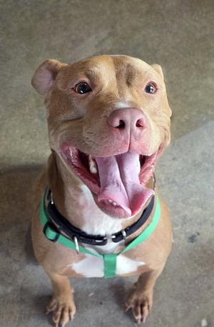 Buddy, American Pit Bull Terrier, adult, available for adoption