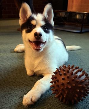 Cookie, Pomeranian / Siberian Husky, puppy, available for adoption