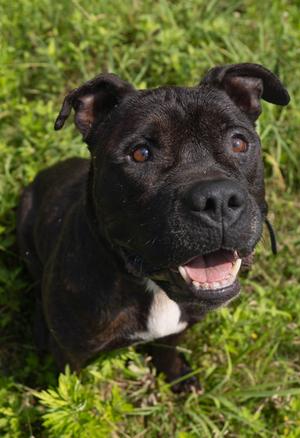 Capone, American Pit Bull Terrier, adult, available for adoption