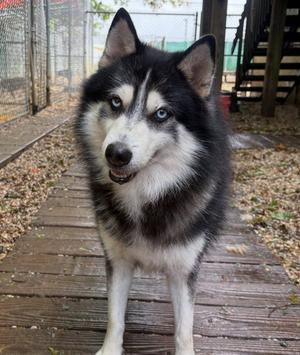 Bullet, adult, available for adoption