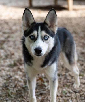 A black and white husky dog with blue eyes standing on a dirt ground.