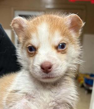 John B., Siberian Husky, puppy, available for adoption