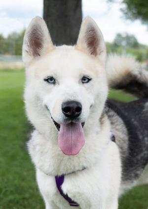 Adam, Siberian Husky, adult, available for adoption