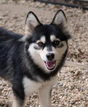 Daisy, Siberian Husky / Pomeranian, adult, available for adoption