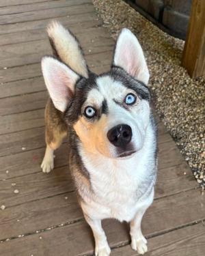 Fred, Siberian Husky, adult, available for adoption