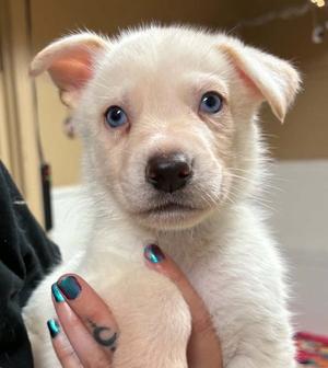 JJ, Siberian Husky, puppy, available for adoption