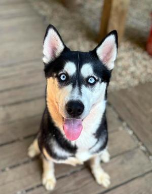 Frosted Mini Wheats, Siberian Husky, young, available for adoption