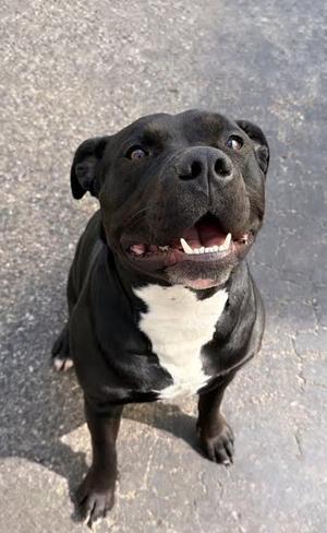 Gofi, Pit Bull Terrier, adult, available for adoption