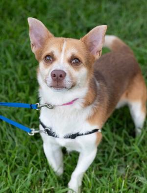 Auggie, Chihuahua, adult, available for adoption