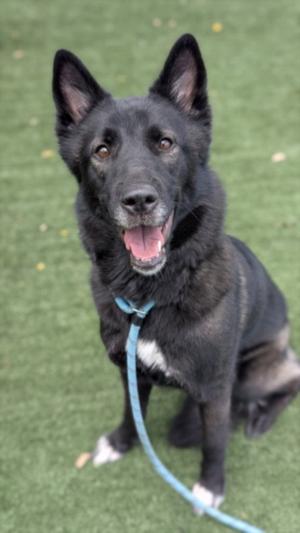 A black dog with pointed ears and a white patch on its chest is sitting on a green artificial turf. The dog is wearing a blue leash and has its mouth open, showing its tongue. The background is a green artificial turf with a few scattered leaves.