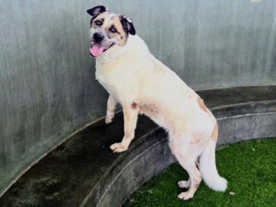 CALI, Australian Shepherd, adult, available for adoption