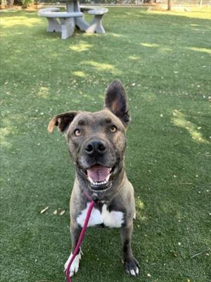 A brown and white dog with floppy ears and a pink collar is standing on a grassy field, looking up at the camera with its mouth open in a happy expression.