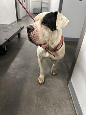 BIG MOMMA, Mastiff, adult, available for adoption