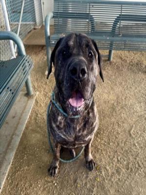 A black and brown brindle dog sitting on a leash, looking up with its mouth open and tongue out, in front of a metal bench.