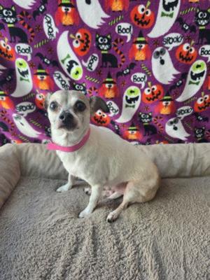 ANGEL, Chihuahua, senior, available for adoption