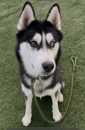 ASTRO, Siberian Husky, adult, available for adoption