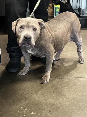 BIG FELLA, Staffordshire Bull Terrier, senior, available for adoption