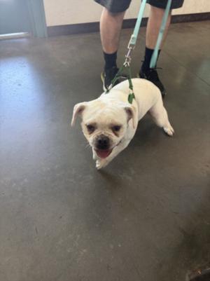 A white dog on a leash being walked by a person