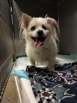 CASPER, Tibetan Terrier, senior, available for adoption