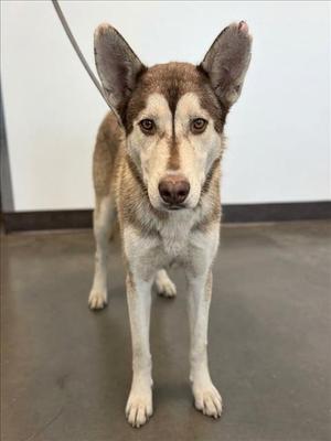 BELLA, Siberian Husky, adult, available for adoption