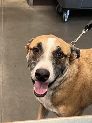 A brown and white dog with a black nose and a happy expression, standing on a leash.