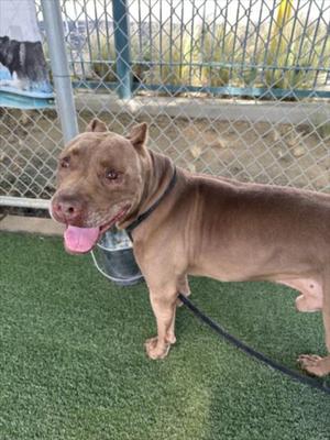 COPPER, Pit Bull Terrier, senior, available for adoption
