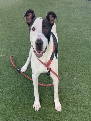 CHESTER, Bull Terrier / American Pit Bull Terrier, adult, available for adoption