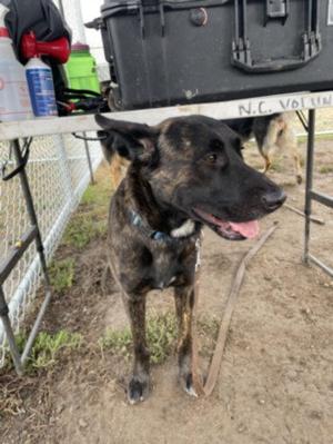 BOYD, German Shepherd Dog / Belgian Shepherd Malinois, adult, available for adoption