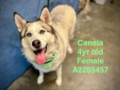 CANELA, Siberian Husky, adult, available for adoption