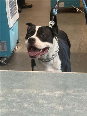 A black and white dog with a chain collar, standing on a leash, looking up with its mouth open.