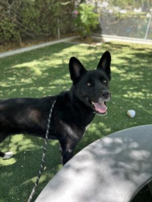 BELLA, German Shepherd Dog, adult, available for adoption