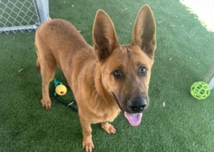BRONCO, German Shepherd Dog, young, available for adoption