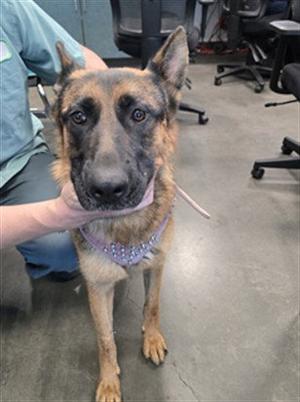 AVA, German Shepherd Dog, adult, available for adoption