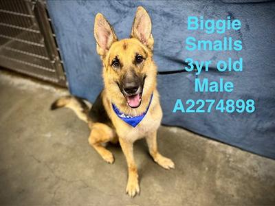 A German Shepherd dog sitting on a concrete floor, wearing a blue bandana with the text "Biggie Smalls 3yr old Male A2274898" written in blue on the right side of the image.