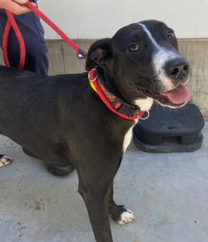 GINA, Labrador Retriever / Pit Bull Terrier, young, available for adoption
