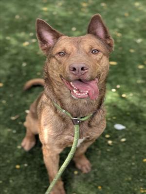 A brown dog with perked ears and a green leash, sitting on grass with its tongue out.