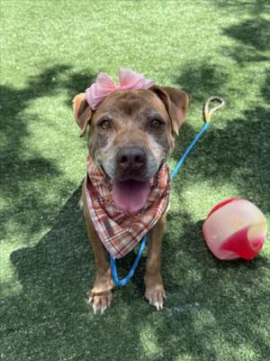 FRIDA, Staffordshire Bull Terrier, senior, available for adoption