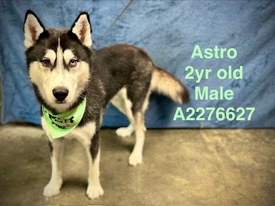ASTRO, Siberian Husky, adult, available for adoption