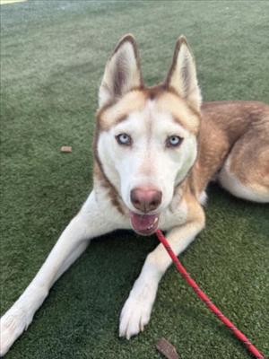 BLAIZE, Husky, adult, available for adoption