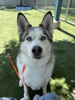 CANELA, Siberian Husky, adult, available for adoption