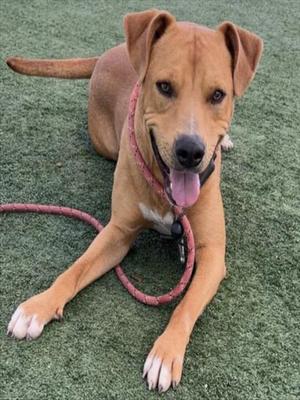 A light brown dog with floppy ears and a pink collar is lying down on a green, grassy surface. The dog is looking at the camera with its tongue hanging out and its tail is extended to the left.