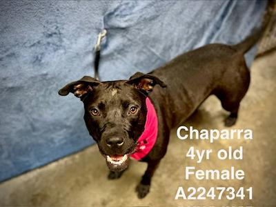CHAPARRA, Pit Bull Terrier, adult, available for adoption
