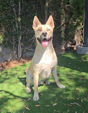 CHEKE, Pit Bull Terrier, adult, available for adoption