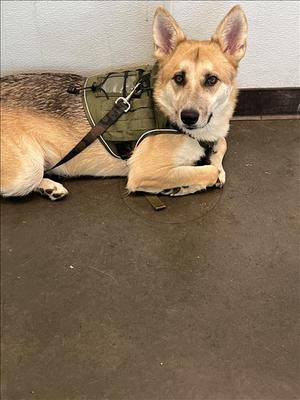 BALBOA, German Shepherd Dog / Siberian Husky, adult, available for adoption