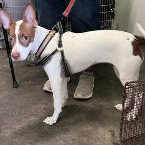 ANGIE, Rat Terrier, young, available for adoption
