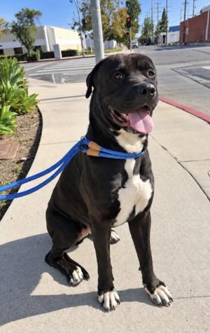 ARGOS, Cane Corso Mastiff, adult, available for adoption